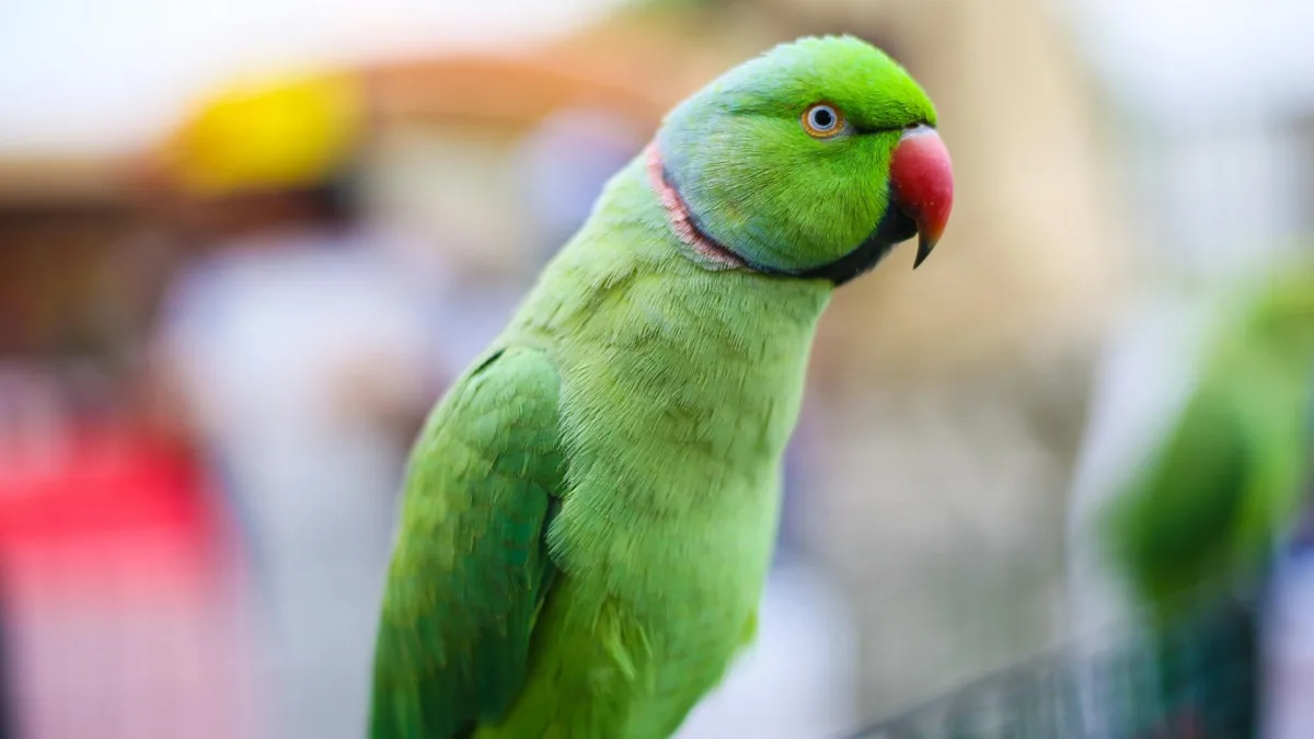 Macaw Insurance: Essential Coverage for Your Macaw
