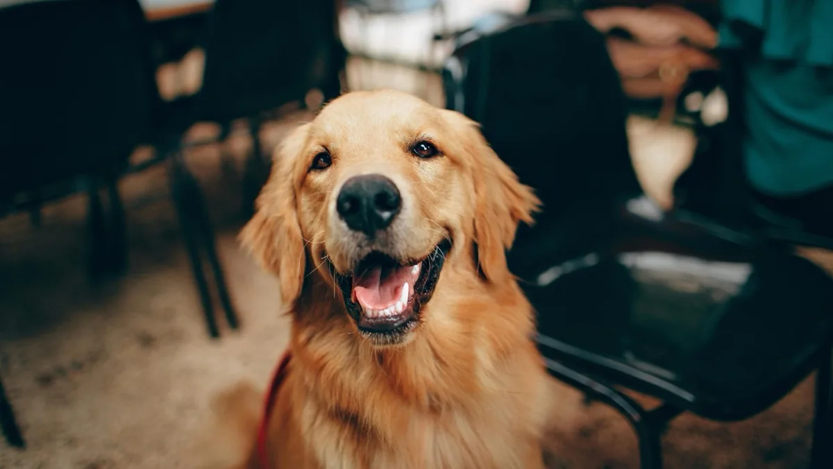 Labrador Insurance: What I Learned From My Food-Stealing Lab