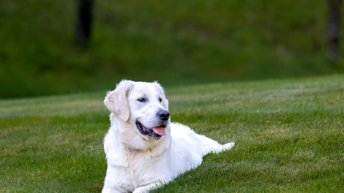 Boxer Insurance: What Rocky's Medical Bills Taught Me