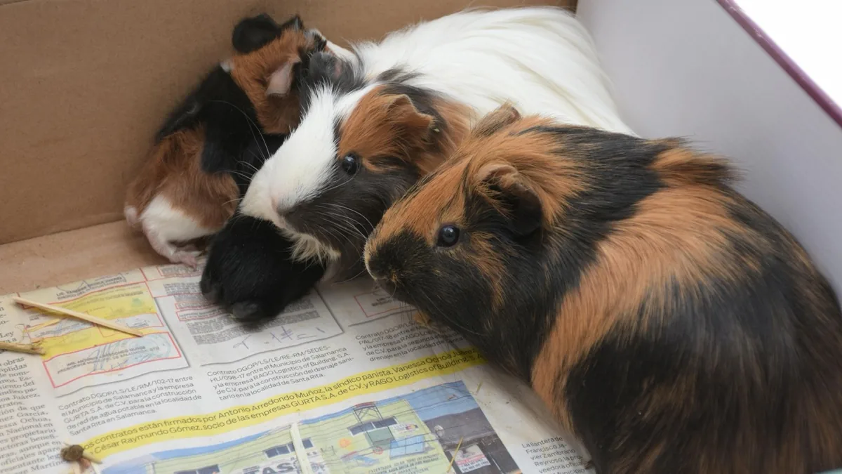 Gerbil Insurance: Essential Coverage for Your Gerbil